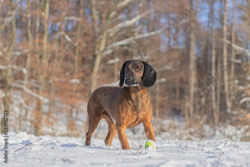 Distracted Bavarian Mountain Hound staring to the side as he is playing with a ball in the snow on a sunny winter day