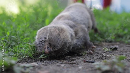 Spalax microphthalmus, blind mole on the grass , rodents pests photo