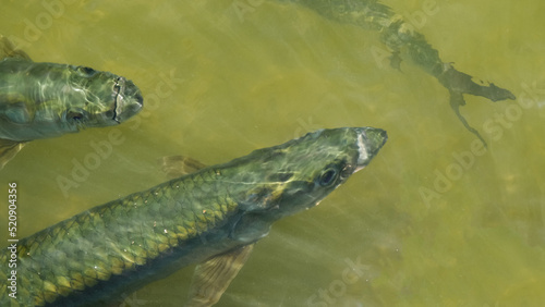 View from above of the shimmery rainbow scales of a group of large tarpon fish in green water in Florida