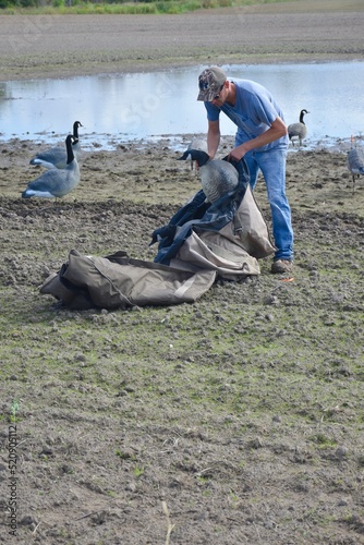 A waterfowl hunter picking up goose decoys 