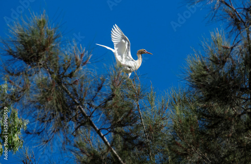 Cattle Egret (Bubulcus ibis)