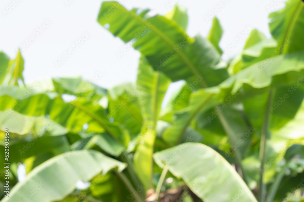 Obraz premium Soft blurred background with banana plantation