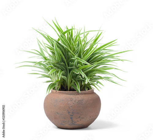 Spider Plant or Chlorophytum bichetii (Karrer) Backer in brown pot isolated on white background