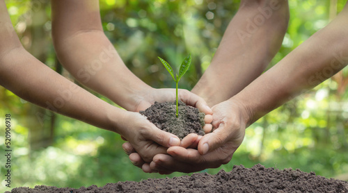 Human hands help plant seedlings in the ground, the concept of forest conservation and tree planting.