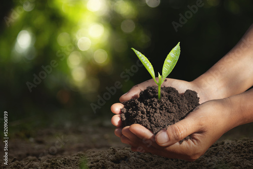In the hands of trees growing seedlings. Bokeh green Background Female hand holding tree on nature field grass Forest,Concept of farming and environment protecting.