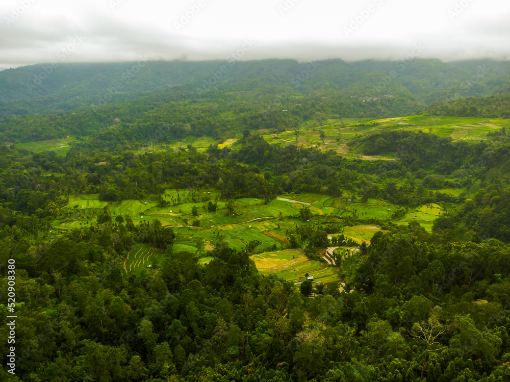 Aerial shot of Asian forest
