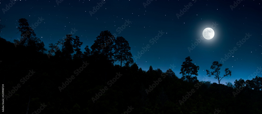 Naklejka premium Panoramic night forest background