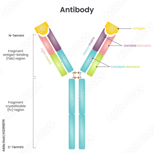 Antibody structure vector diagram