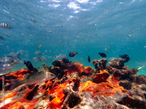 underwater view of school of fish with coral reef