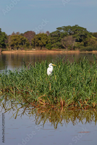 Bird of the Brazilian fauna, native to the São Francisco River.