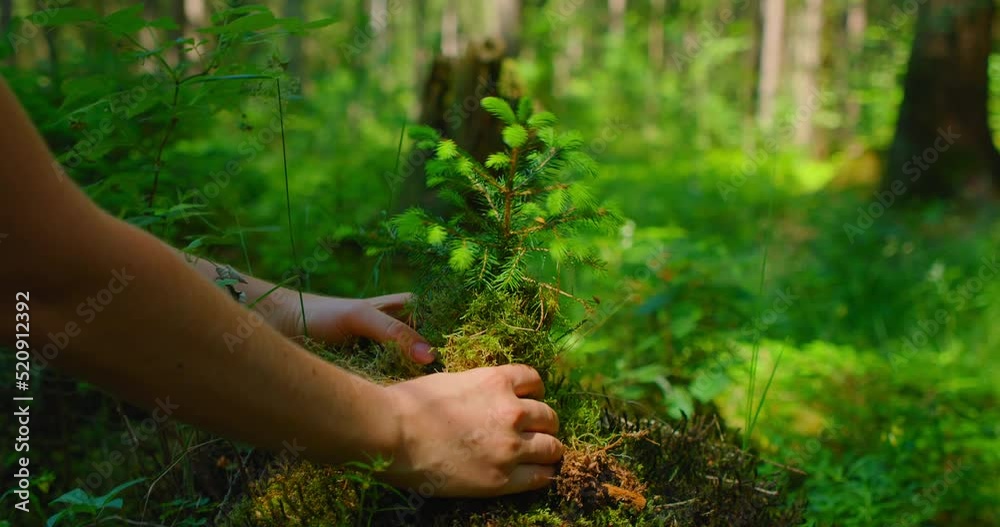 Female hand holding sprout wilde pine tree in nature green forest. Earth Day save environment concept. Growing seedling forester planting.
