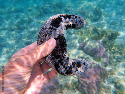 Indonesia Anambas Islands - Male hand holding sea cucumber