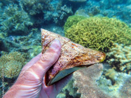 Indonesia Anambas Islands - Marine Turban snail - Pyramid Snail - Turbinidae