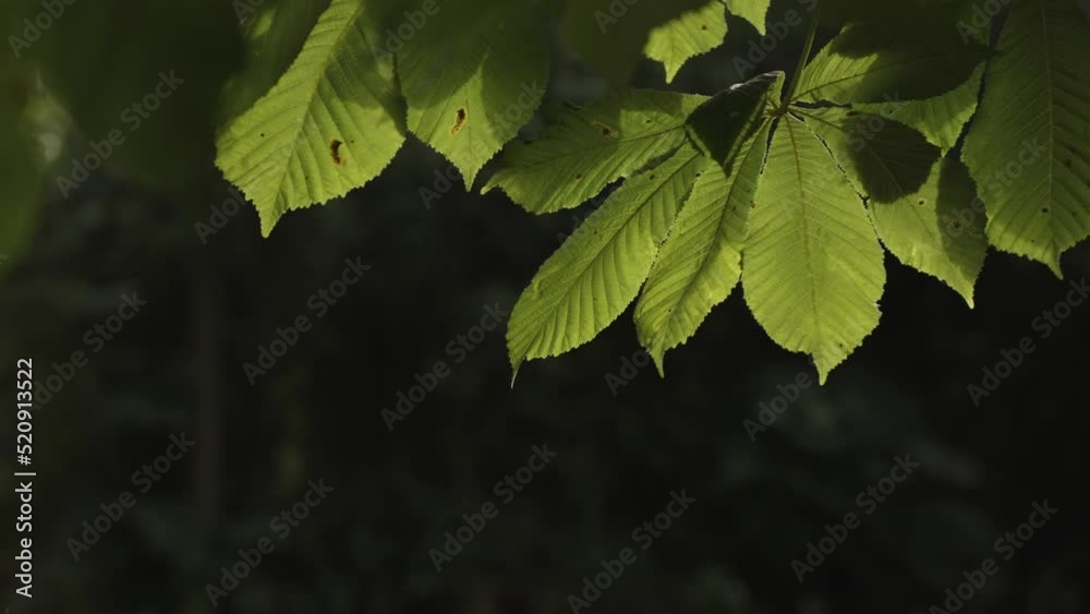 Dense moist flora leaf hanging in paradise heaven Dense moist flora leaf hanging in paradise heaven