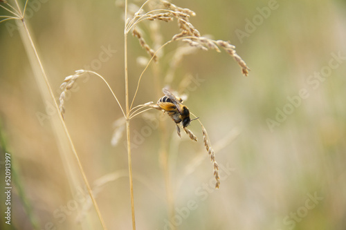 Closeup of hairy-legged bee, Dasypoda hirtipes , on a cereal plant. © Yuliya