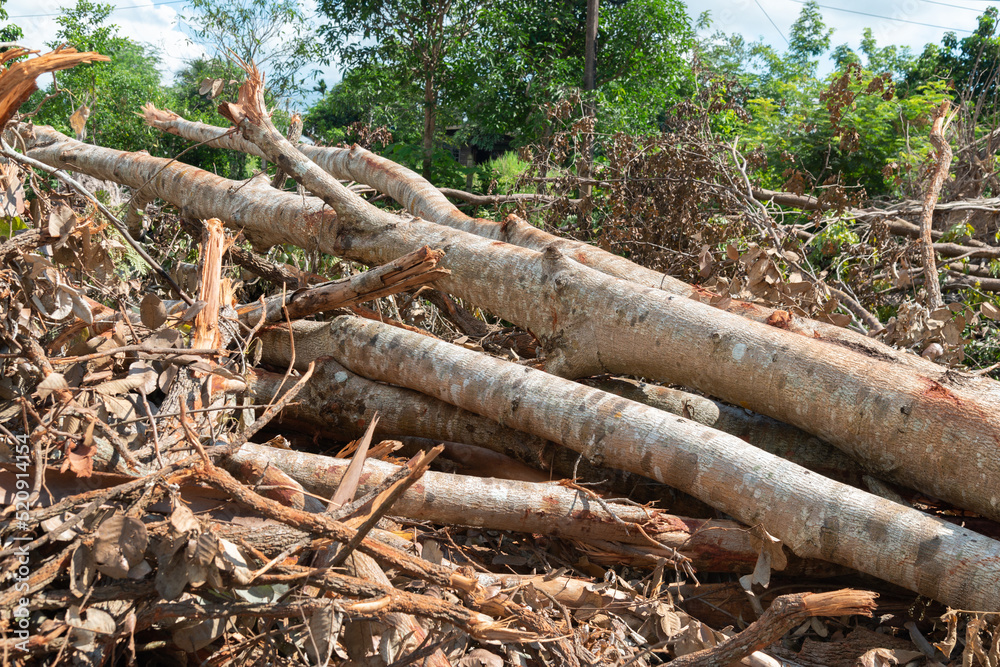 Deforestation forest and Illegal logging. Cutting trees. Stacks of cut wood. Wood logs, timber logging, industrial destruction. Forests illegal disappearing. Environmetal and ecological issues Deforestation forest and Illegal logging. Cutting trees. Stacks of cut wood. Wood logs, timber logging, industrial destruction. Forests illegal disappearing. Environmetal and ecological issues