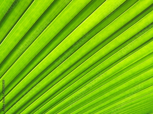 Texture of light green palm leaf