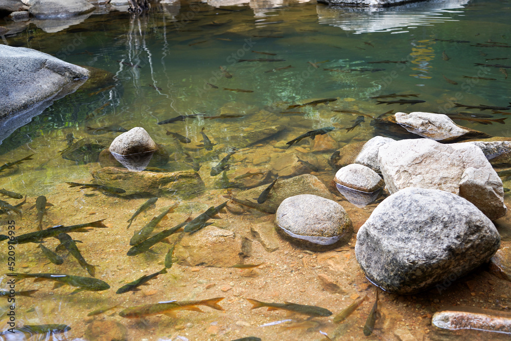 Antimony fish living at Namtok Phlio, a Beautiful waterfall located in Chantaburi province