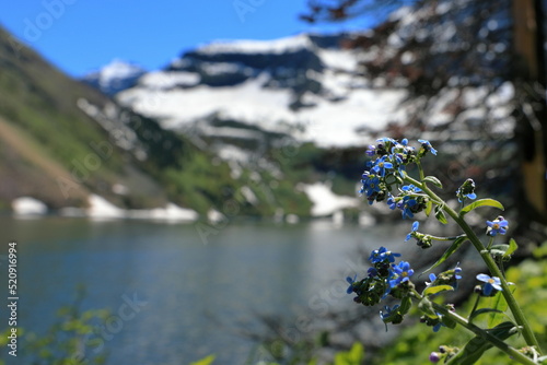 Purple flowers with Mount Custer in the background