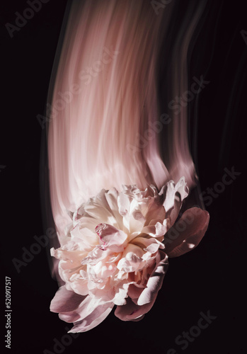 long exposure flower. flying white flower. white peony levitation. white peony on dark water background. peony on a black background. closeup of a white flower on a shiny background