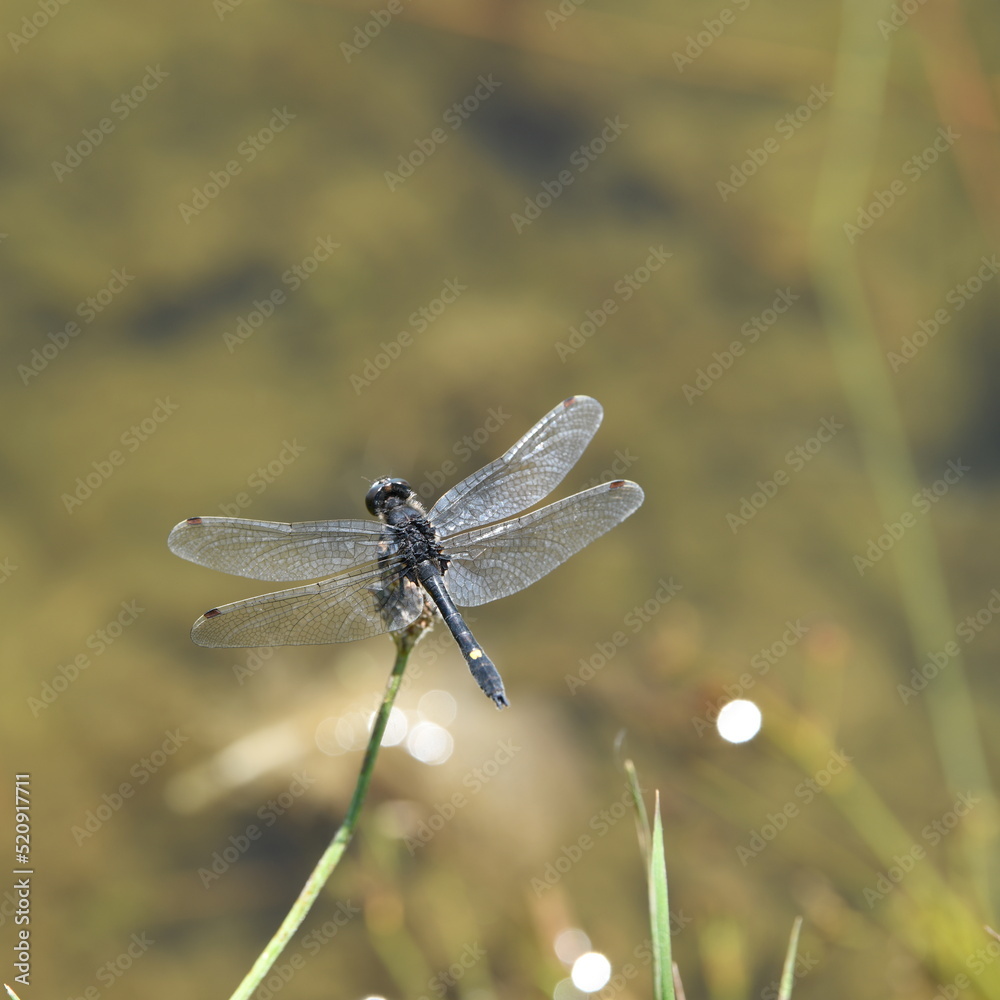 dragonfly on a leaf dragonfly on a leaf