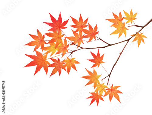 赤く紅葉した美しい紅葉の葉のオシャレなベクターの白バック秋背景素材フレーム 