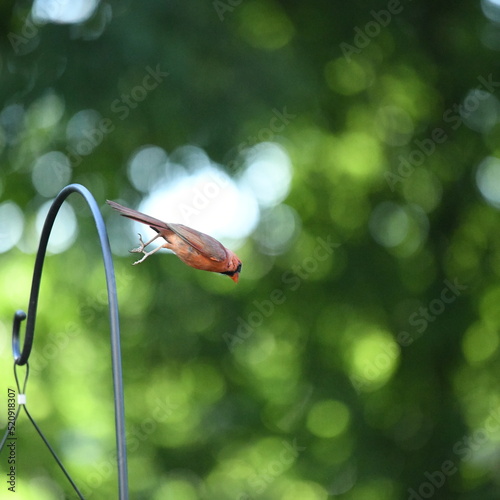 bird flying off feeder