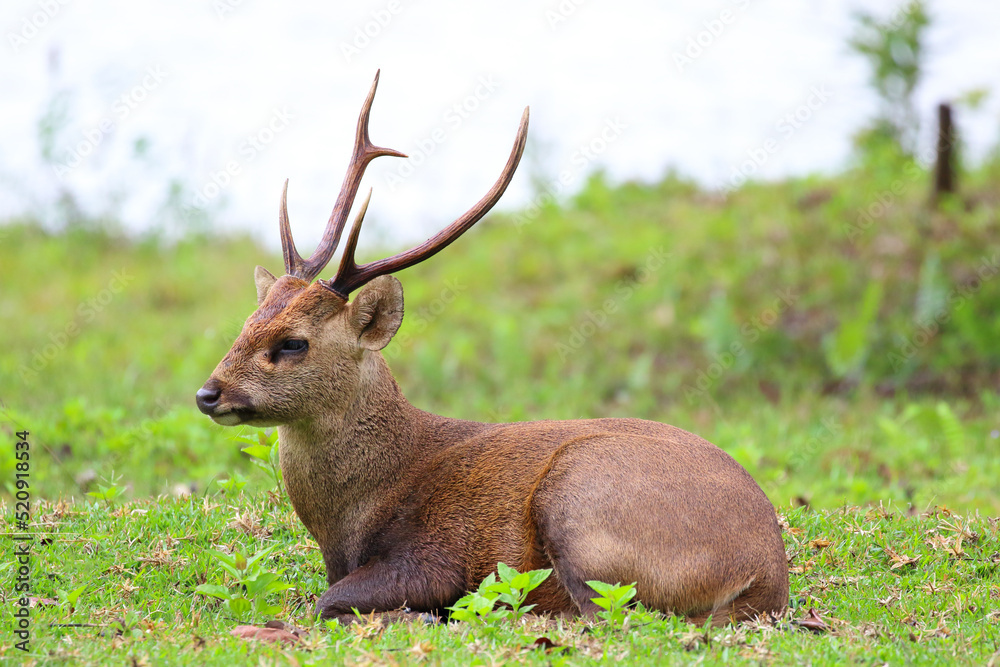 Wild brow-antlered deer in Phu Khieo Wildlife Sanctuary, Thailand Wild brow-antlered deer in Phu Khieo Wildlife Sanctuary, Thailand