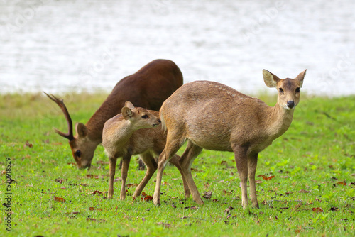 Wild brow-antlered deer in Phu Khieo Wildlife Sanctuary, Thailand photo