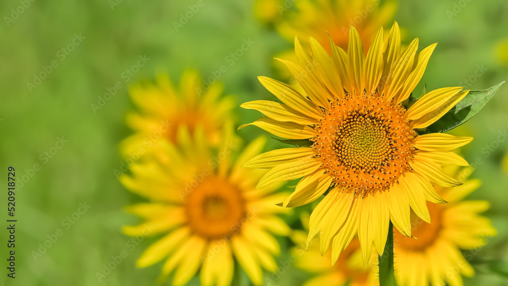 ヒマワリの花（Sunflower）