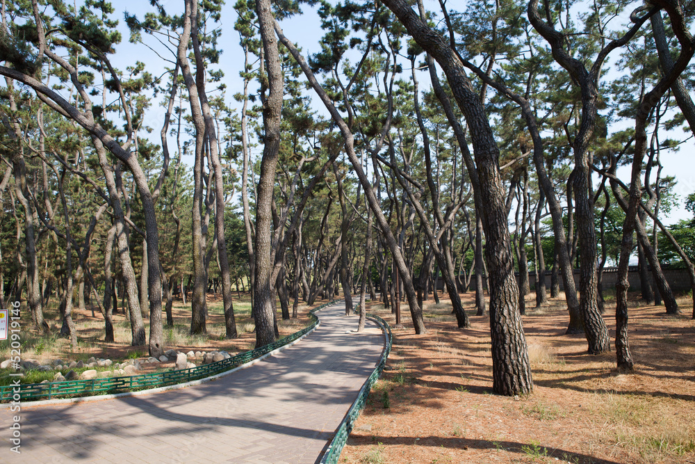 Fototapeta premium 소나무 군락지 사이로 생긴 산책길