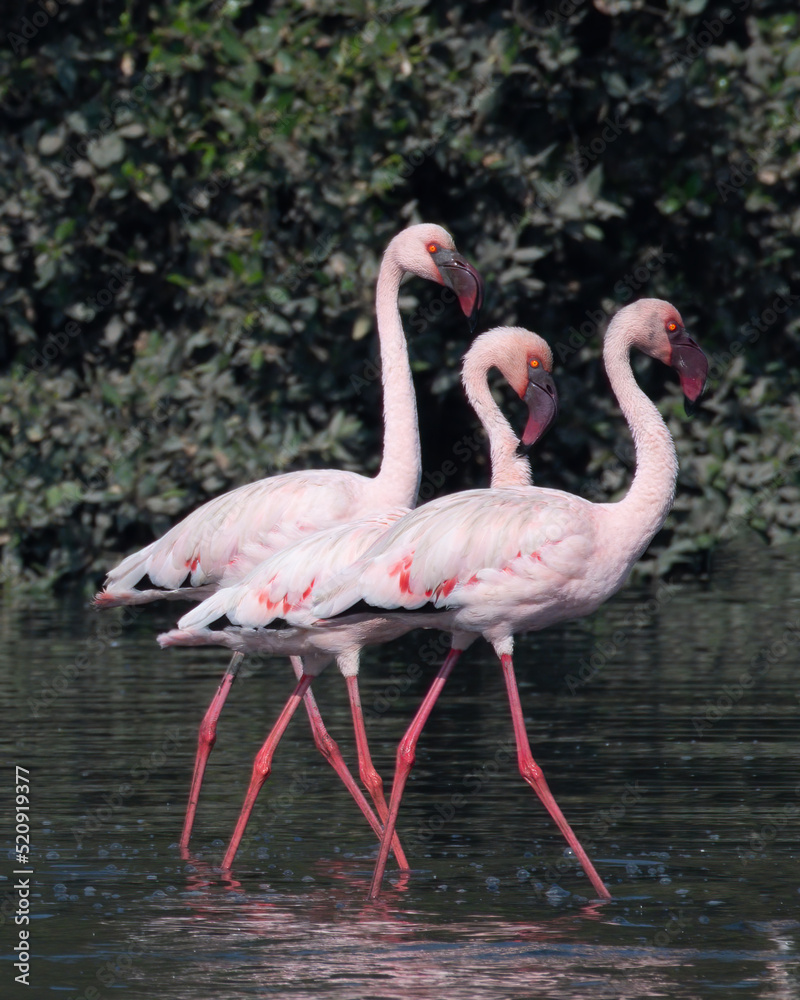 A flock of lesser flamingo (Phoeniconaias minor) seen swimming in the wetlands near Airoli in New Bombay in Maharashtra, India