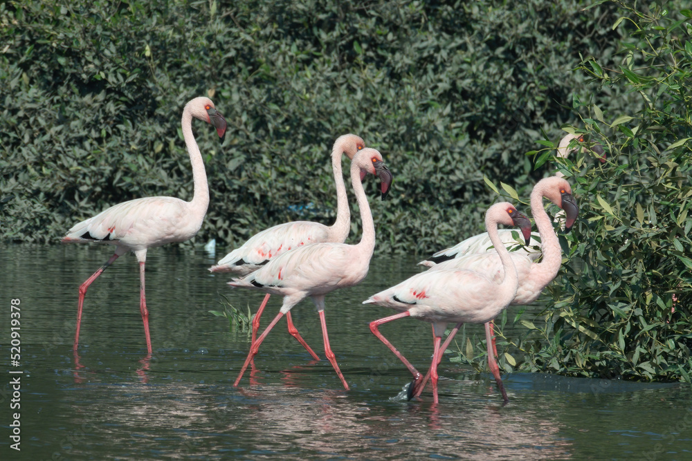 A flock of lesser flamingo (Phoeniconaias minor) seen swimming in the wetlands near Airoli in New Bombay in Maharashtra, India A flock of lesser flamingo (Phoeniconaias minor) seen swimming in the wetlands near Airoli in New Bombay in Maharashtra, India