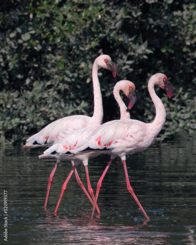 A flock of lesser flamingo (Phoeniconaias minor) seen swimming in the wetlands near Airoli in New Bombay in Maharashtra, India