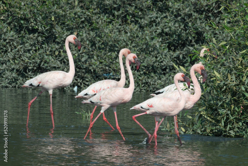 A flock of lesser flamingo (Phoeniconaias minor) seen swimming in the wetlands near Airoli in New Bombay in Maharashtra, India