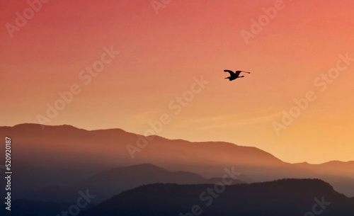 Bird flying over © Stacy