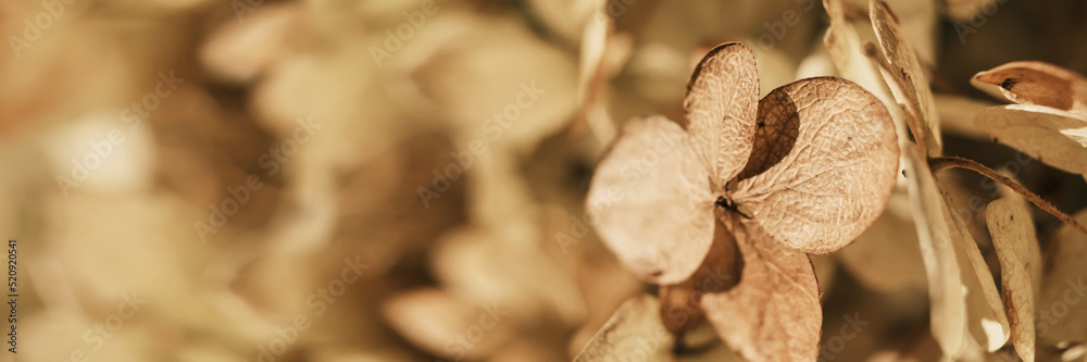 Autumn Dry flowers banner. Textured hydrangea petals close-up. Stylish Floral poster. Soft focus