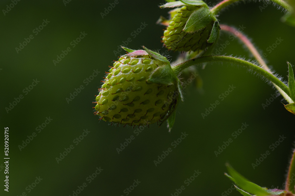 Spring Strawberries Spring Strawberries