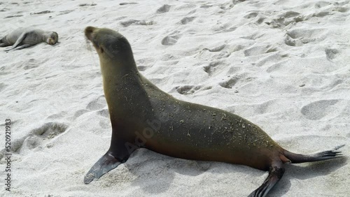 Young Galapagos Sea Lion Pup Waddling Past On Playa Punta Beach. Slow Motion photo