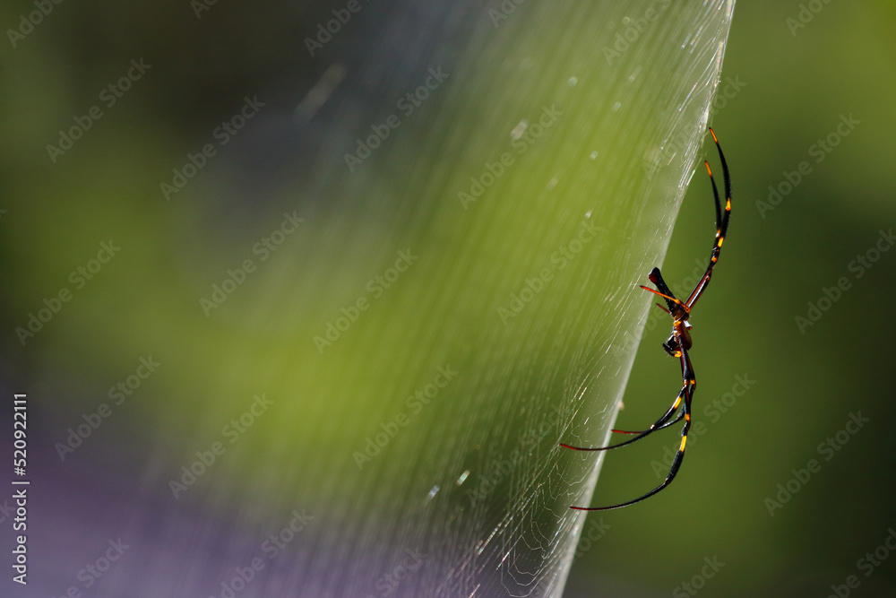 Spider on a spider web with green nature background. Spider on a spider web with green nature background.