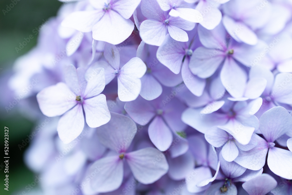Details of blue petals. Macro photo of hydrangea flower. Beautiful colorful blue texture of flowers for designers. Hydrangea macrophylla. Banner Details of blue petals. Macro photo of hydrangea flower. Beautiful colorful blue texture of flowers for designers. Hydrangea macrophylla. Banner