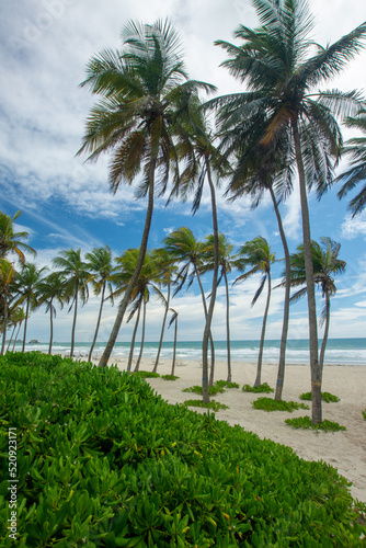 Lonely beach, with the blue sea and many coconut trees. tropical beach. radiant sun and heat