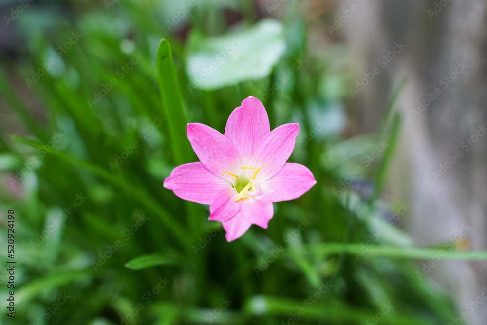 Pink dahlia flower. Floral background.High quality photo Pink dahlia flower. Floral background.High quality photo
