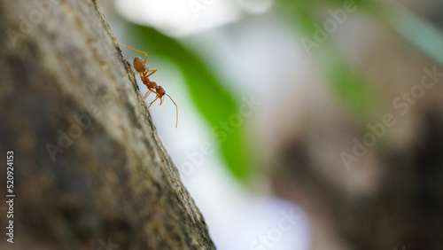 Red ant on the tree