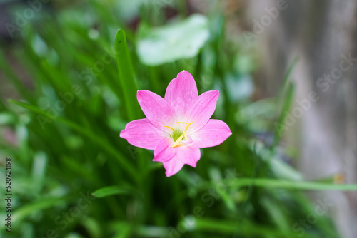 Pink dahlia flower. Floral background.High quality photo