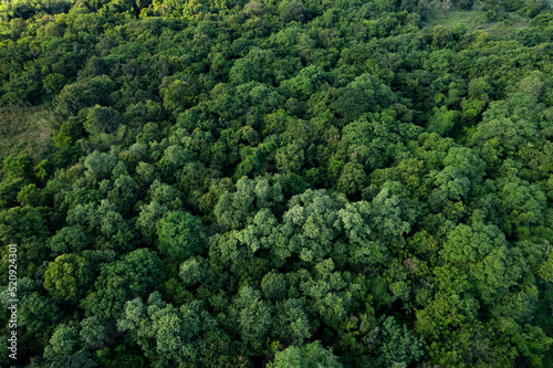 aerial view of dark green forest Abundant natural ecosystems of rainforest. Concept of nature forest preservation and reforestation.