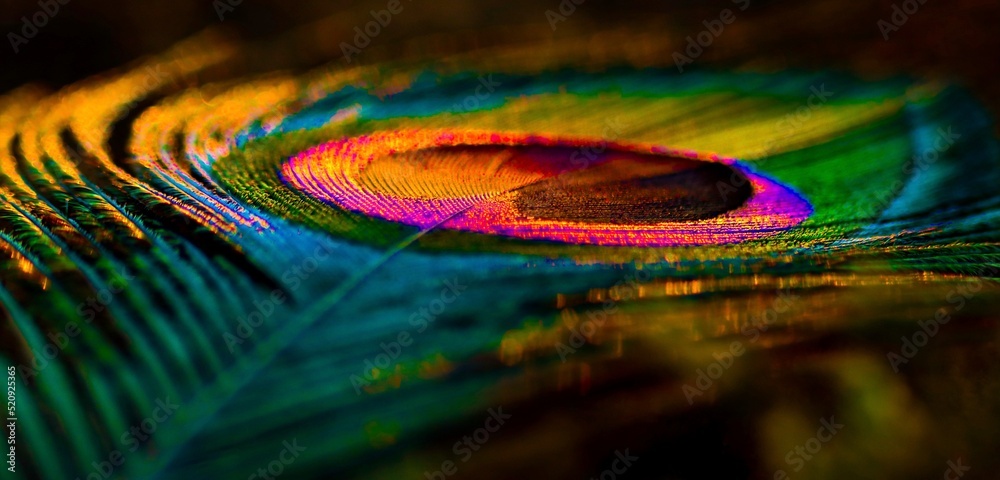 Feather background. Peafowl feather. Peacock feather. Bird feather.  Colorful feather. Mor pankh. Abstract background. Krishna Janmashtami  background. Wallpaper. Stock Photo | Adobe Stock