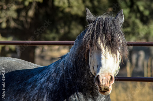Canvas Print CABALLO