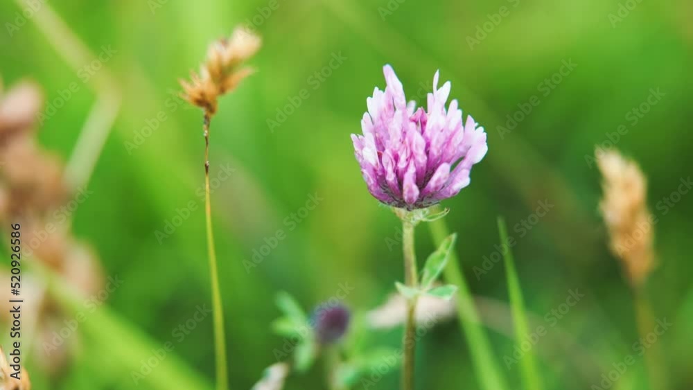 Slow motion clip of a Red clover flower swaying in the wind.