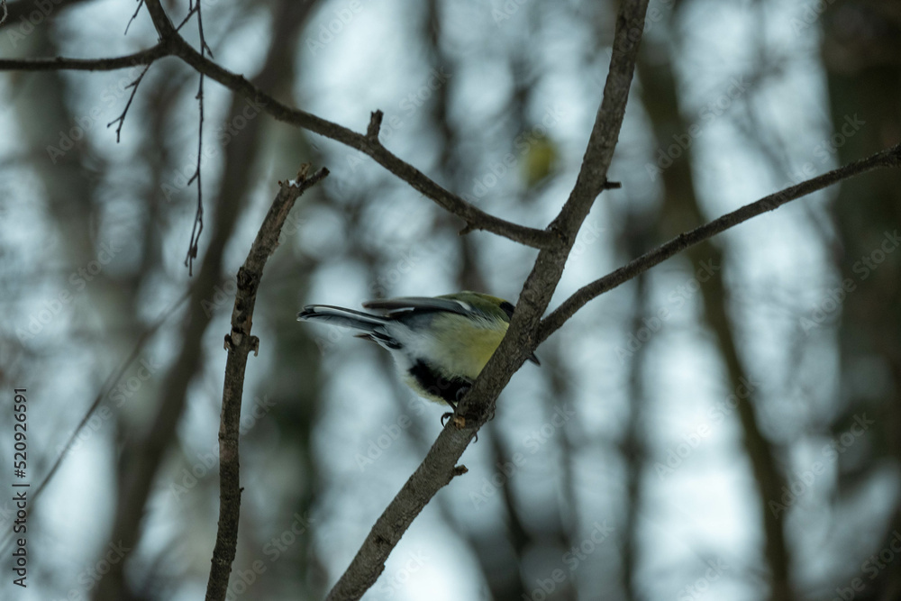 A tit in the winter forest sits on a branch. Tit in its natural habitat A tit in the winter forest sits on a branch. Tit in its natural habitat